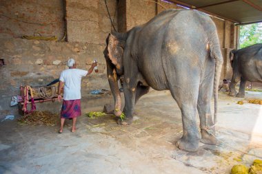 Jaipur, Hindistan - 20 Eylül 2017: kimliği belirsiz iki büyük filler, Jaipur, Hindistan ayakları zincirlerle ile duruyor. Filler sürmek ve diğer turistik etkinlikler Jaipur için kullanılır