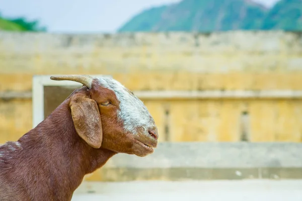 Портрет дикой козы на открытом воздухе в Джайпуре, Индия — стоковое фото