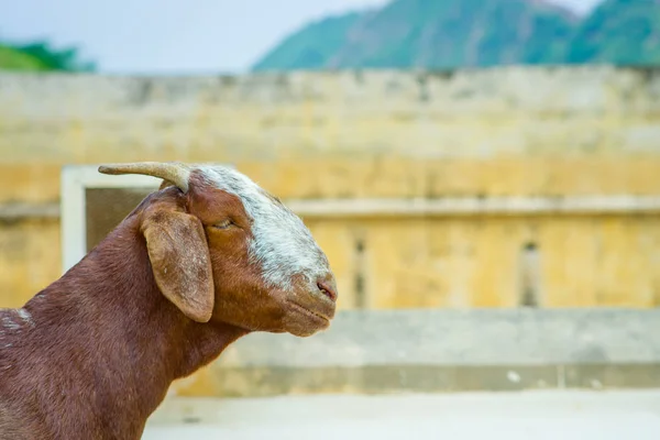 Retrato de una cabra salvaje, al aire libre en Jaipur, India —  Fotos de Stock