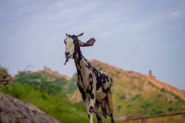 Zbliżenie na dzikich kóz białe i czarne, na zewnątrz stojąc nad kamienne ściany w Jaipur, India — Zdjęcie stockowe