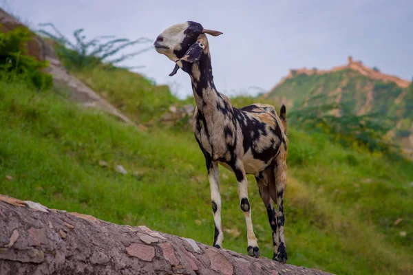 Close up of a wild white and black goat, at outdoor standing over a stoned wall in Jaipur, India — Stock Photo, Image