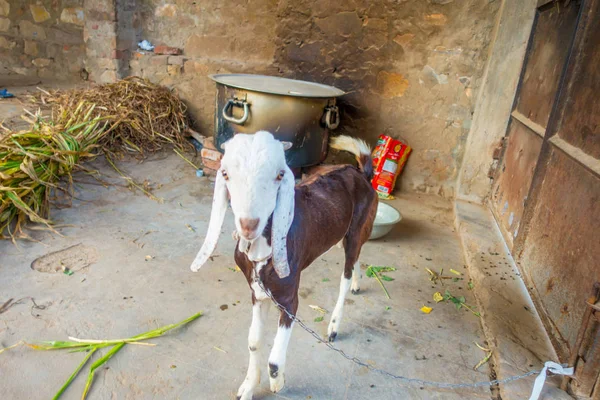 Close up van een bicolor geit, bruin lichaam en wit hoofd, binnenkant van een gebouw in Jaipur, india — Stockfoto