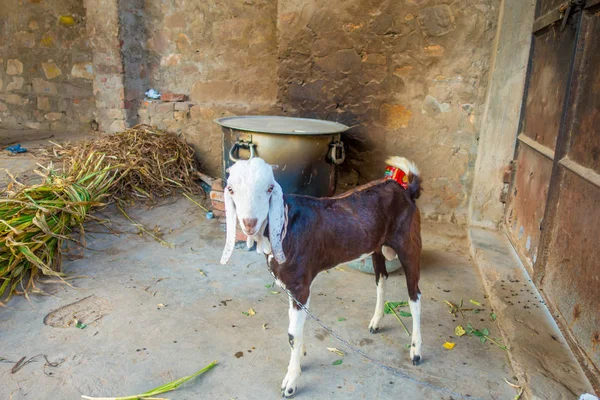 Primer plano de una cabra bicolor, cuerpo marrón y cabeza blanca, dentro de un edificio en Jaipur, India —  Fotos de Stock