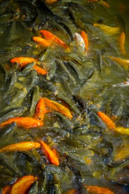 Shenzen, Çin - 29 Ocak, 2017: Lian Hua Shan içinde park, büyük rekreasyon alanı, turuncu kapatın ve koyu renkli balıkları toplamak birlikte yemek zamanı sırasında