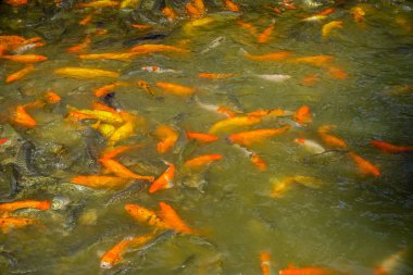 Shenzen, Çin - 29 Ocak, 2017: Lian Hua Shan içinde park, büyük rekreasyon alanı, portakal ve koyu renkli balıklar bir sürü toplamak izlerken turist ile birlikte