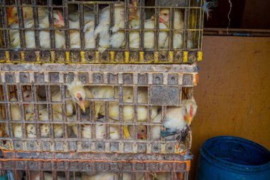 Jakarta, Endonezya: Sarı tavuk içinde sıkışık, tipik yiyecek dolu kutular Jakarta Pazar.
