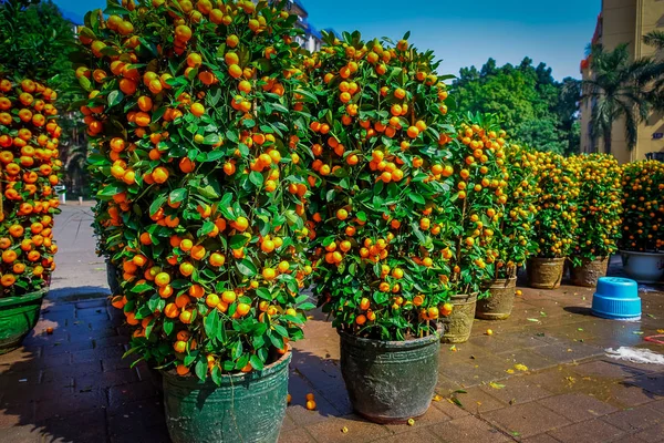 SHENZEN, CHINA - 29 DE JANEIRO DE 2017: Muitos arbustos de tangerina alinhados em vasos na rua da cidade, tradição chinesa como parte das celebrações do ano novo — Fotografia de Stock
