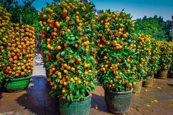 SHENZEN, CHINE - 29 JANVIER 2017 : De nombreux buissons de mandarine alignés dans des pots dans la rue de la ville, tradition chinoise dans le cadre des célébrations du nouvel an — Photo