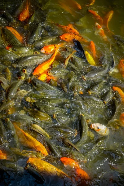 29 1 월 2017 Shenzen, 중국: Lian Hua Shan 안쪽 공원, 큰 레크리에이션 지역, 오렌지를 닫고 어두운 색된 물고기 먹이 시간 동안 함께 모여 — 스톡 사진