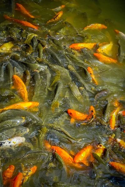 SHENZEN, CHINA - 29 DE JANEIRO DE 2017: Dentro do parque Lian Hua Shan, grande área de lazer, os peixes de cor laranja e escura se reúnem durante o tempo de alimentação — Fotografia de Stock