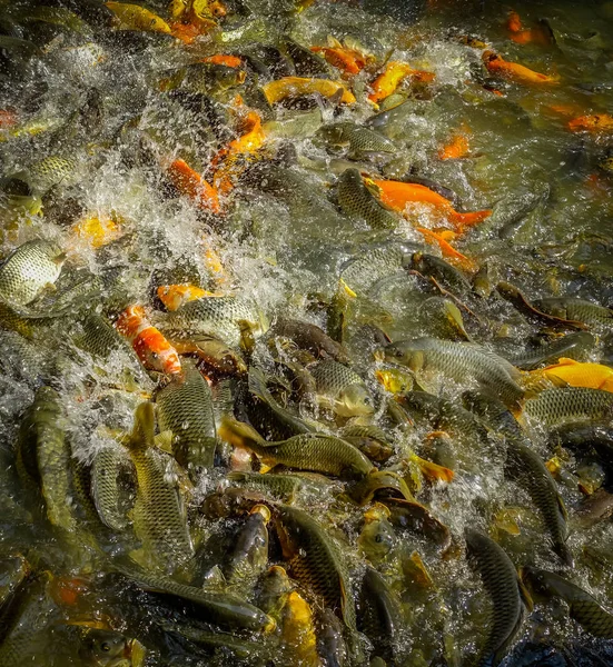 Shenzen, Китай - 29 січня, 2017: всередині Lian Хуа Шань парк, велику зону відпочинку, крупним планом помаранчевий і темно різнокольорових риб зібрати разом під час годування час — стокове фото