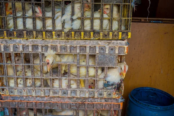 JAKARTA, INDONESIA: Cajas llenas de pollos amarillos apretados en el interior, mercado típico de alimentos Yakarta —  Fotos de Stock