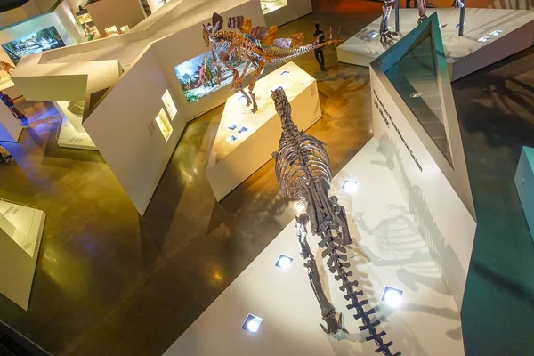 HOUSTON, USA - JANUARY 12, 2017: Top view of bones fossils insise the museum of Natural Sciences in Houston Museum — Stock Photo, Image