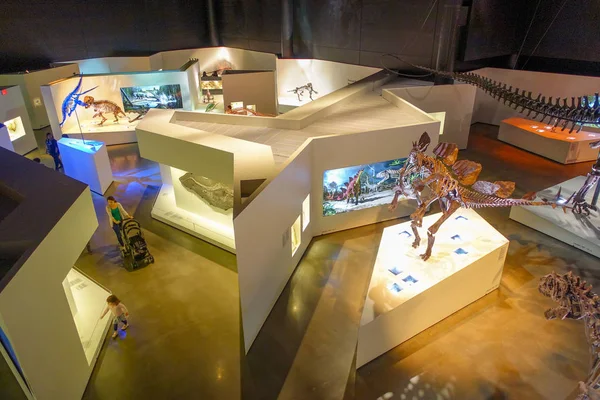 HOUSTON, USA - JANUARY 12, 2017: Top view of bones fossils insise the museum of Natural Sciences in Houston Museum — Stock Photo, Image