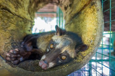 Hayvan misk pahalı çoğu gurme üretimi için kullanılan kahve Kopi Luwak, Bali Endonezya