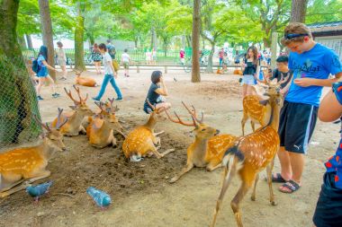Nara, Japonya - 26 Temmuz 2017: Ziyaretçiler: Nara, Japan vahşi geyik besleme. Nara büyük turizm yer Japonya - eski düşen şehir ve şu anda UNESCO Dünya Miras Listesi