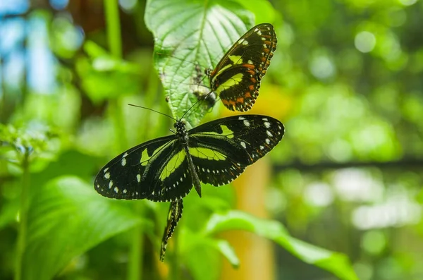 Mindo Ecuadorban, egy tökéletes hely, hogy lásd: néhány gyönyörű pillangók, pózol, mint a zöld levelek, a Mindo — Stock Fotó