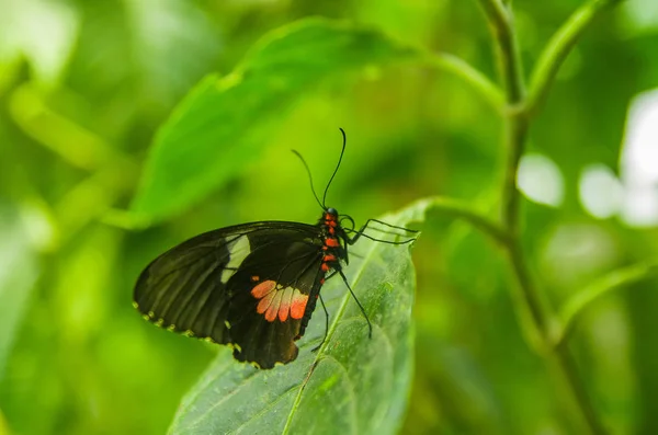 Mindo în Ecuador, un loc perfect pentru a vedea niște fluturi frumoși, pozând deasupra unei frunze verzi, în Mindo — Fotografie, imagine de stoc