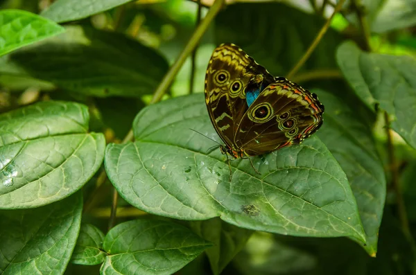 Mindo în Ecuador, un loc perfect pentru a vedea niște fluturi frumoși, pozând deasupra unei frunze verzi, în Mindo — Fotografie, imagine de stoc