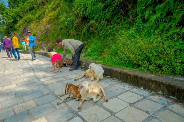 Kathmandu, Nepal, 02 listopada 2017: Niezidentyfikowanych ludzi dzikich kóz siedzi nad ścieżką ukamienowany, odkryty w Jaipur, India — Zdjęcie stockowe