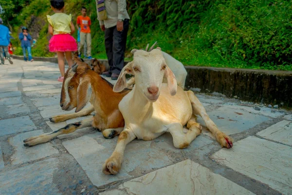 Zbliżenie dwóch dzikich kóz siedzi nad ścieżką ukamienowany, odkryty w Jaipur, India — Zdjęcie stockowe