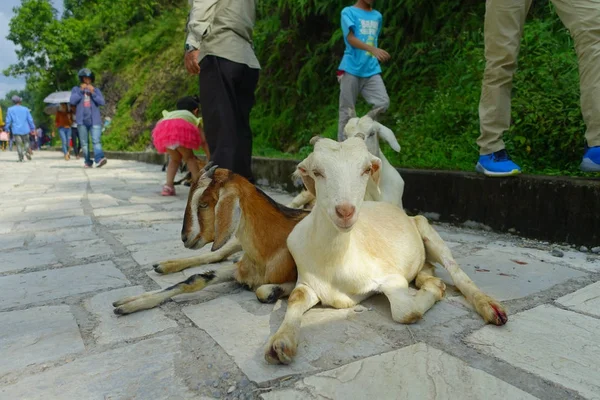 Zbliżenie dwóch dzikich kóz siedzi nad ścieżką ukamienowany, odkryty w Jaipur, India — Zdjęcie stockowe