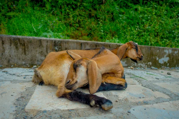 Закрытие дикой козы, сидящей на каменной дорожке, на открытом воздухе в Джайпуре, Индия — стоковое фото