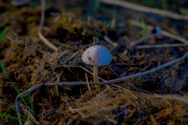 Yakın yukarıya-in belgili tanımlık yer ile yer alan küçük bir mantar yapraklar ve diğer organik maddeler için sağlar ormandaki Chitwan Milli Parkı'nda yetişir