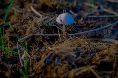 Yakın yukarıya-in belgili tanımlık yer ile yer alan küçük bir mantar yapraklar ve diğer organik maddeler için sağlar ormandaki Chitwan Milli Parkı'nda yetişir