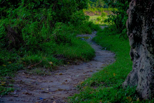Bella vista di un sentiero all'interno della foresta nel Parco Nazionale di Chitwan, coperto principalmente dalla giungla — Foto Stock