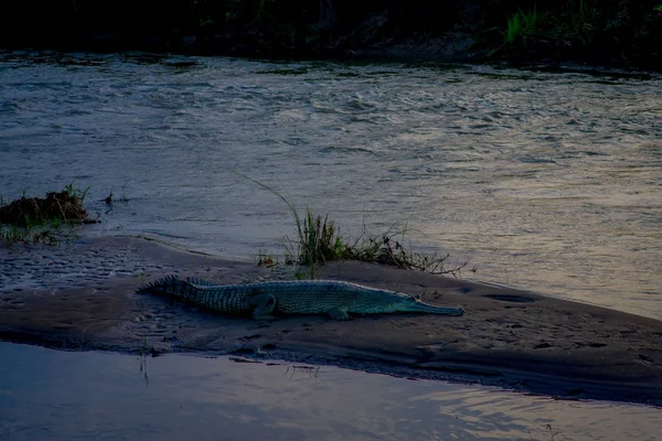 Bela vista do Parque Nacional de Chitwan com um rio e um crocodilo dormindo uma soneca em uma pequena ilha de areia — Fotografia de Stock