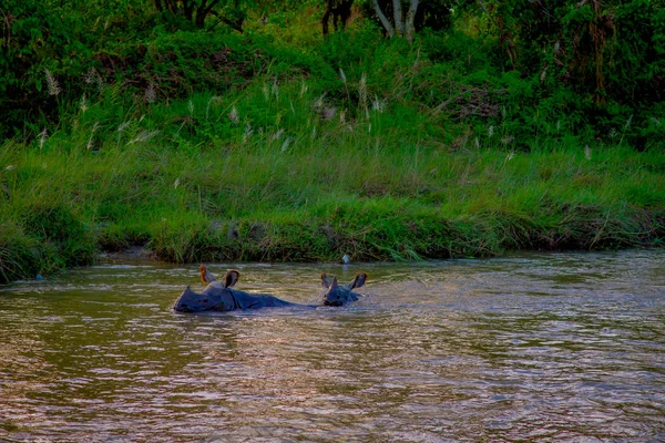 Hermoso rinoceronte se está bañando en el río en el parque nacional de Chitwan —  Fotos de Stock