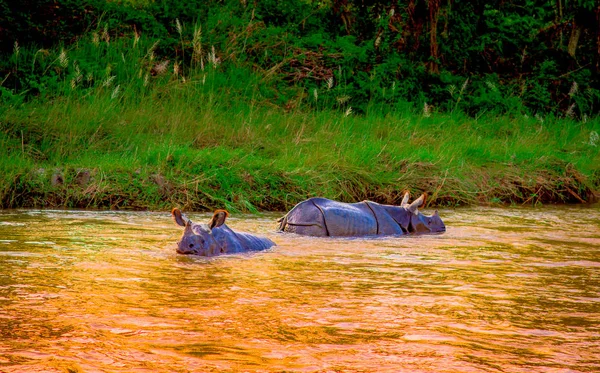Piękny rhino jest kąpiel w rzece w Chitwan national park — Zdjęcie stockowe