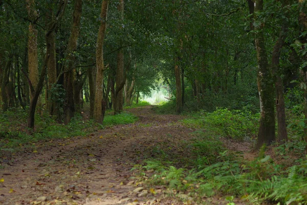 Beautiful view of a clay path inside of the forest in Chitwan National Park, mainly covered by jungle — Stock Photo, Image