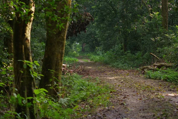 Prachtig uitzicht op een klei-pad binnenkant van het bos in Chitwan National Park, hoofdzakelijk gedekt door jungle — Stockfoto