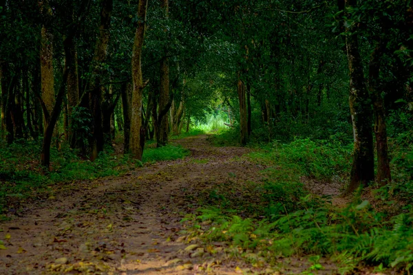 Beautiful view of a clay path inside of the forest in Chitwan National Park, mainly covered by jungle — Stock Photo, Image