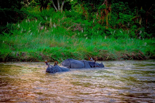 Piękny rhino jest kąpiel w rzece w Chitwan national park — Zdjęcie stockowe