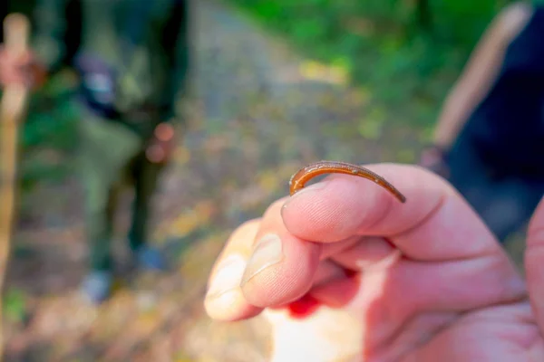 Close-up de uma pequena sanguessuga alimentando-se no dedo de uma pessoa, localizado na floresta no Parque Nacional de Chitwan — Fotografia de Stock