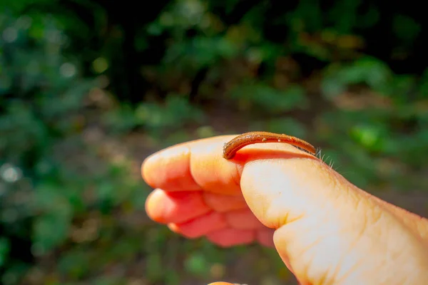 Gros plan d'une petite sangsue se nourrissant au doigt d'une personne, située dans la forêt du parc national de Chitwan — Photo