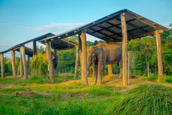 Αλυσοδεμένος ελέφαντας κάτω από μια δομή στο ύπαιθρο, με έναν φράκτη στο Εθνικό Πάρκο Τσίτβαν, Νεπάλ, σκληρότητα έννοια — Φωτογραφία Αρχείου