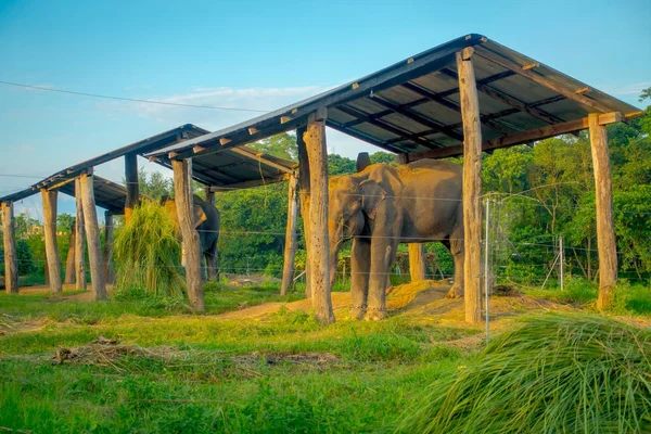 Éléphant enchaîné sous une structure à l'extérieur, avec une clôture dans le parc national de Chitwan, Népal, concept de cruauté — Photo