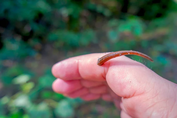 Primo piano di una piccola sanguisuga che si nutre del dito di una persona, situata nella foresta del Parco Nazionale di Chitwan — Foto Stock