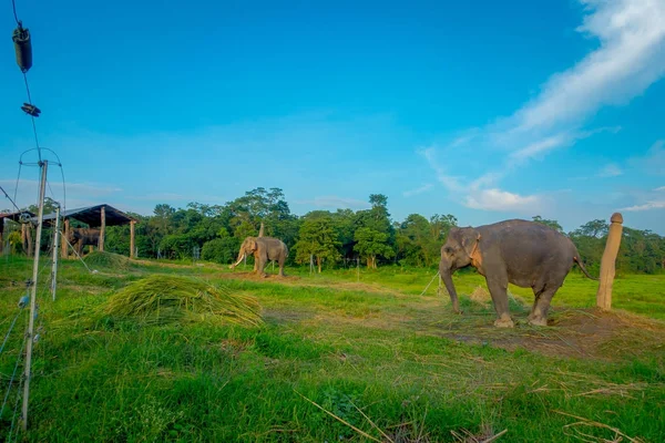 Schöner trauriger Elefant angekettet in einer Holzsäule im Freien, im Chitwan-Nationalpark, Nepal, trauriger Paquiderm im Hintergrund der Natur, in einem herrlich blauen Himmel, Konzept der Tierquälerei — Stockfoto