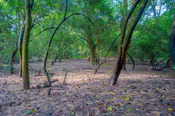 Hermosa vista interior del bosque con algunas hojas secas en el Parque Nacional de Chitwan, cubierto principalmente por la selva — Foto de Stock