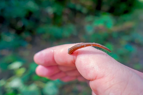Close up of a small leech feeding in the finger of a person, located in the forest in Chitwan National Park — Stock Photo, Image