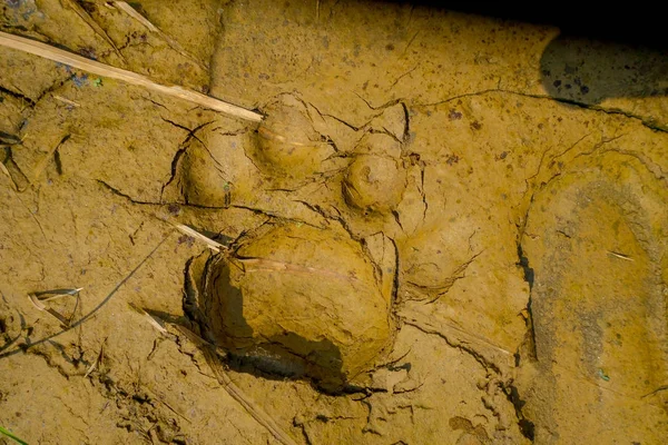 Beautiful tiger paw print on the vlay soil inside of the forest in Chitwan National Park, Nepal