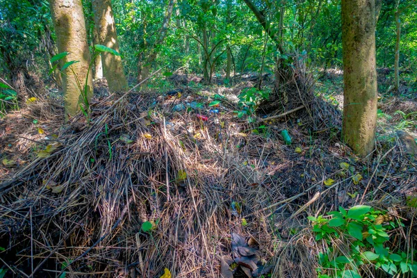 Hermosa vista dentro del bosque en el Parque Nacional Chitwan, cubierto principalmente por la selva — Foto de Stock