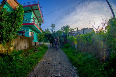 Sauraha, Nepal, Eylül, 02-2017: Sırt onların Sauraha taşıyan sokaklarda büyük fil yapraklar, Nepal
