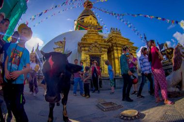 Katmandu, Nepal 15 Ekim 2017: tanımlanamayan insanlar kutsal siyah inek, Katmandu, Nepal, Bodhnath Stupa üstünde Buda gözünde yakın balık göz etkisini
