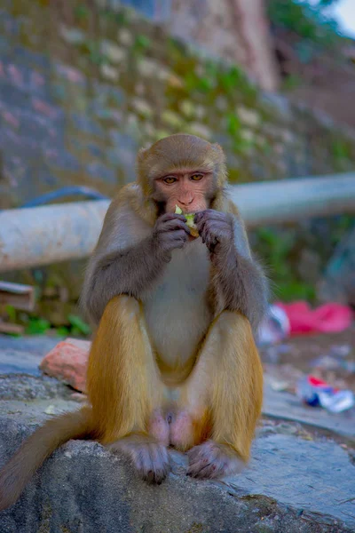 Primer plano de un mono comiendo en Swayambhu Stupa, Templo del Mono, Katmandú, Nepal — Foto de Stock